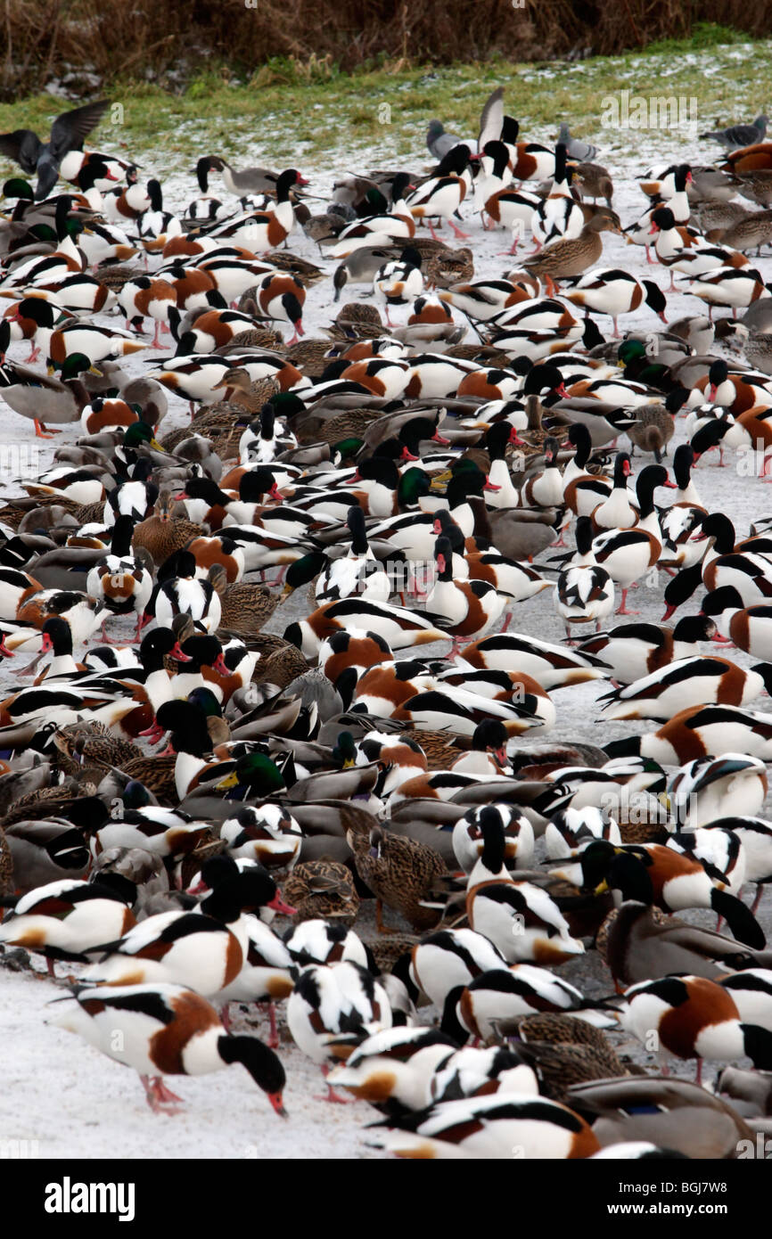 Shelduck, Tadorna tadorna, un grande gregge di uccelli nella neve, Martin Mere, Lancashire, Regno Unito, inverno 2009 Foto Stock