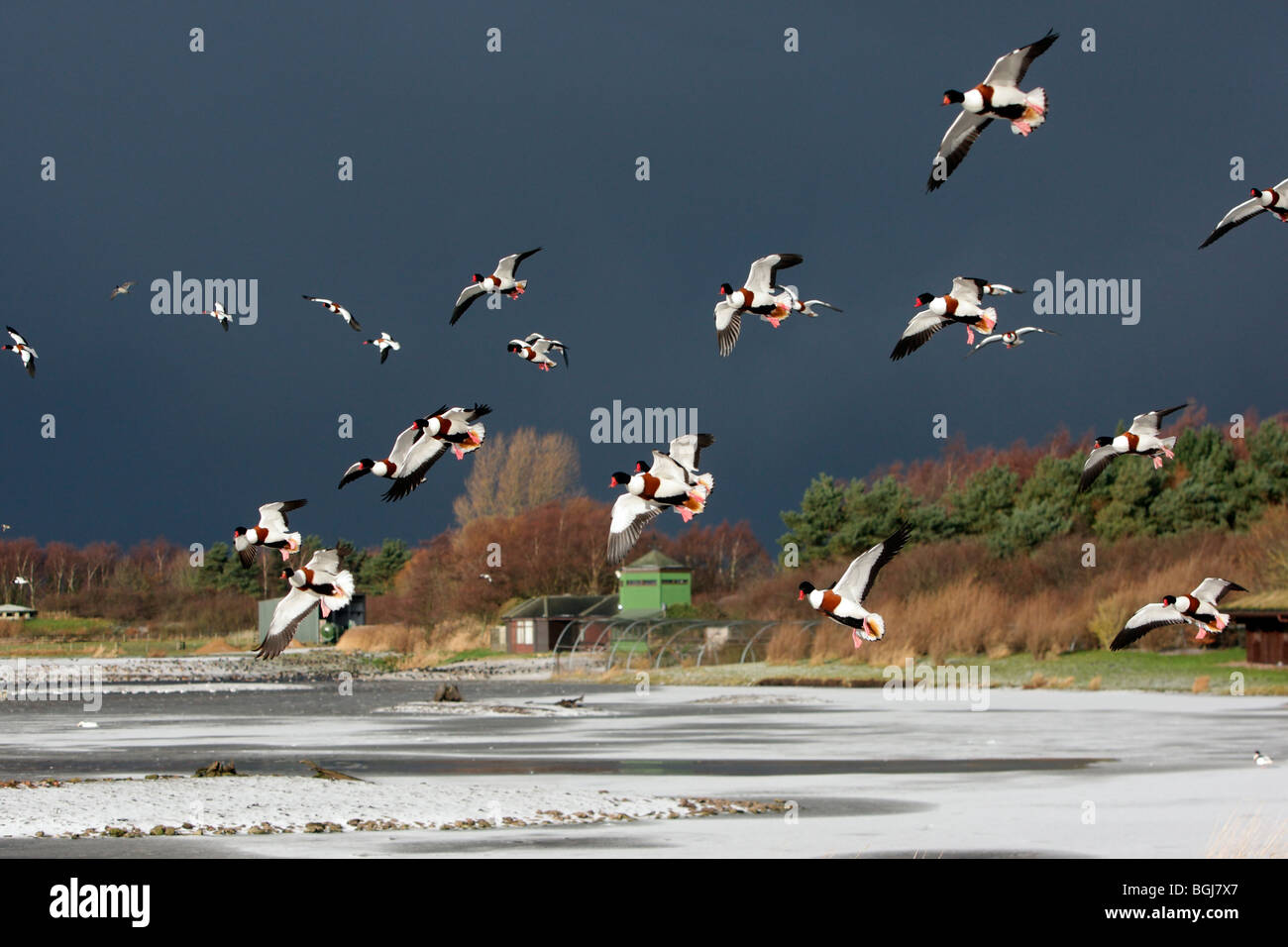 Shelduck, Tadorna tadorna, uno stormo di uccelli in volo in condizioni di neve, Martin Mere, Lancashire, Regno Unito, inverno 2009 Foto Stock