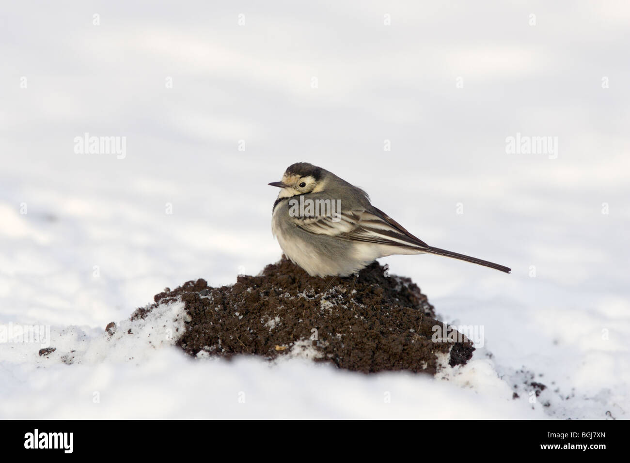 Pied Wagtail sulla mole hill nella neve Foto Stock