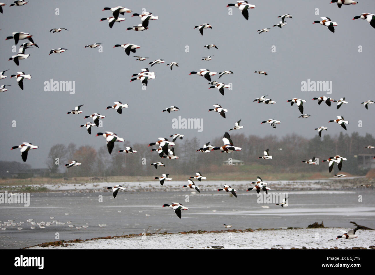Shelduck, Tadorna tadorna, uno stormo di uccelli in volo in condizioni di neve, Martin Mere, Lancashire, Regno Unito, inverno 2009 Foto Stock