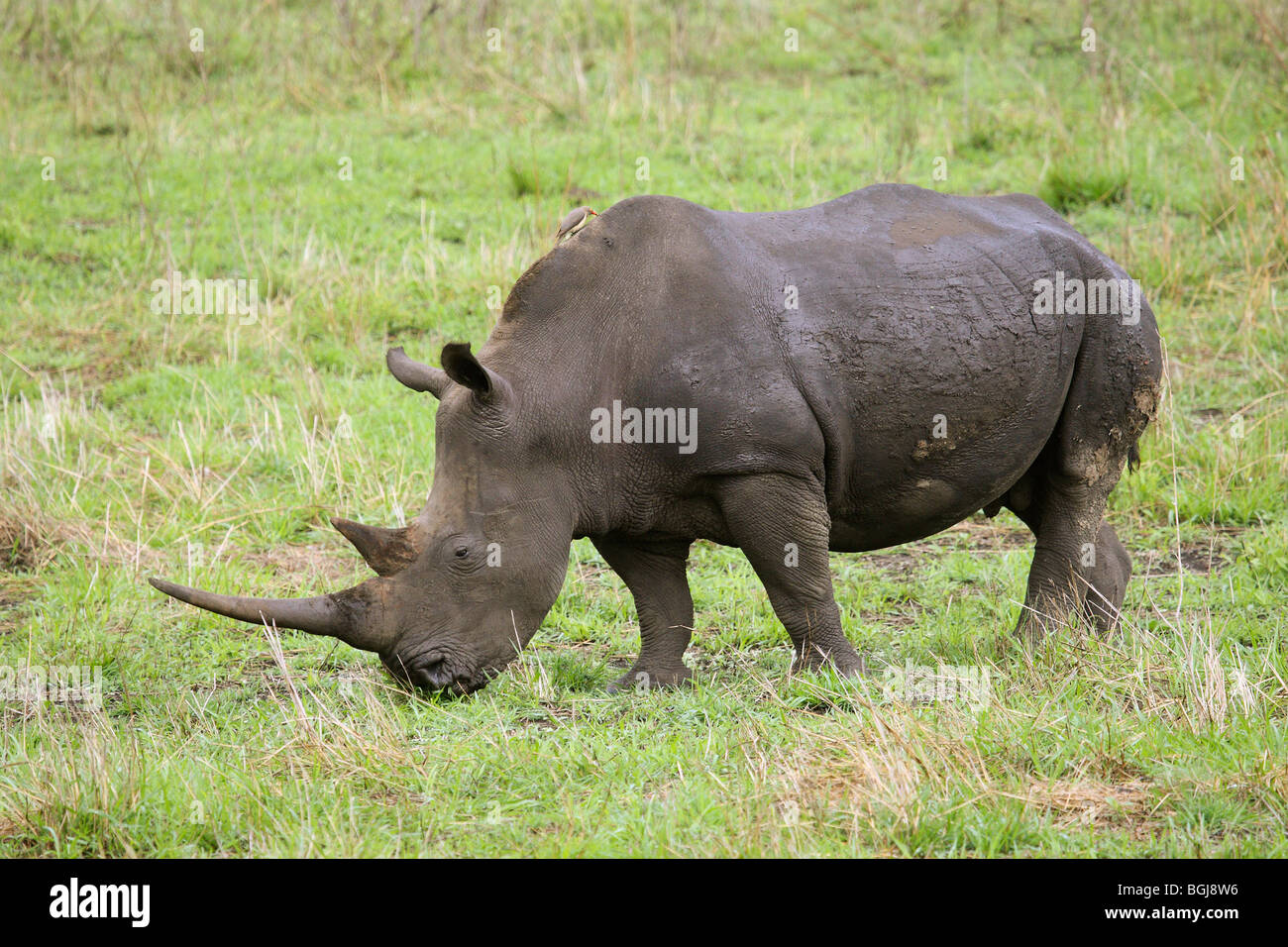 Rinoceronte bianco sul prato / Ceratotherium simum Foto Stock