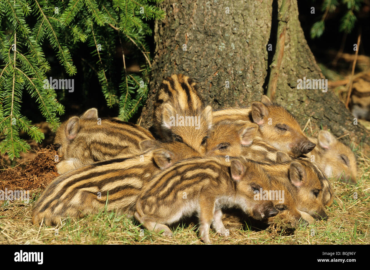 Cinghiale - shotes - mentire / Sus scrofa Foto Stock