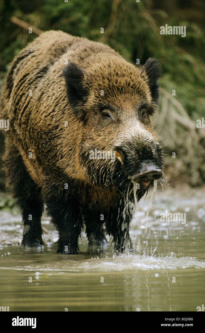 Cinghiale - tusker in piedi in acqua / Sus scrofa Foto Stock