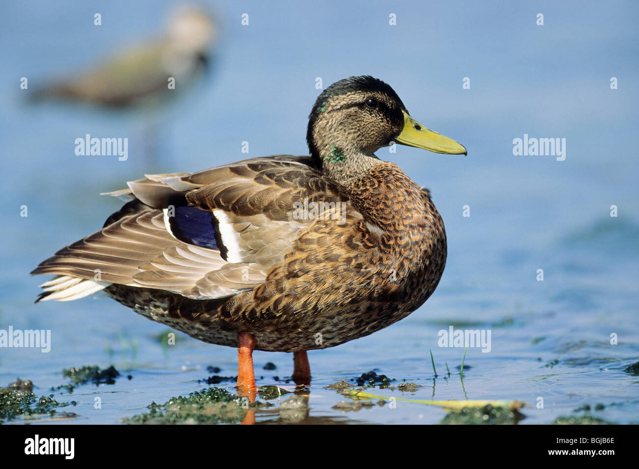 Mallard - drake in piedi in acqua Foto Stock