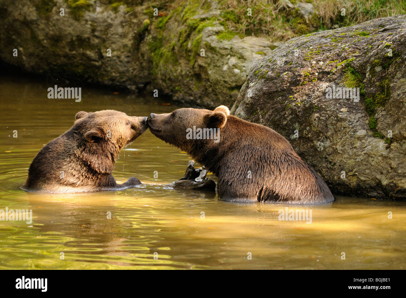 Orso bruno e cub in acqua / Ursus arctos Foto Stock