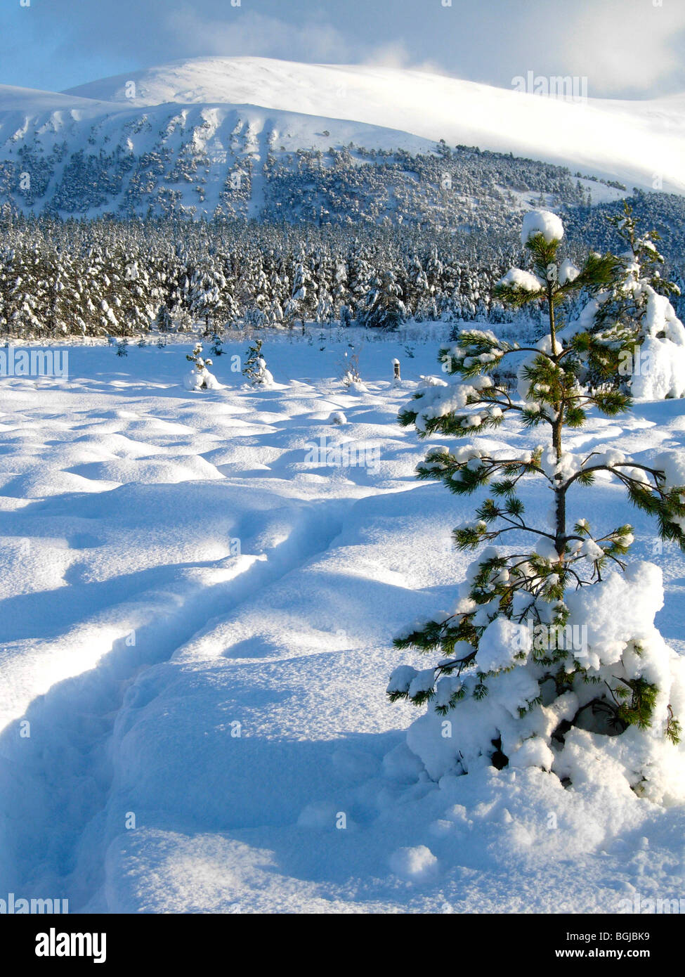 Uath Lochans, Inshriach Forest, Inverness-shire in Scozia nel gennaio Foto Stock