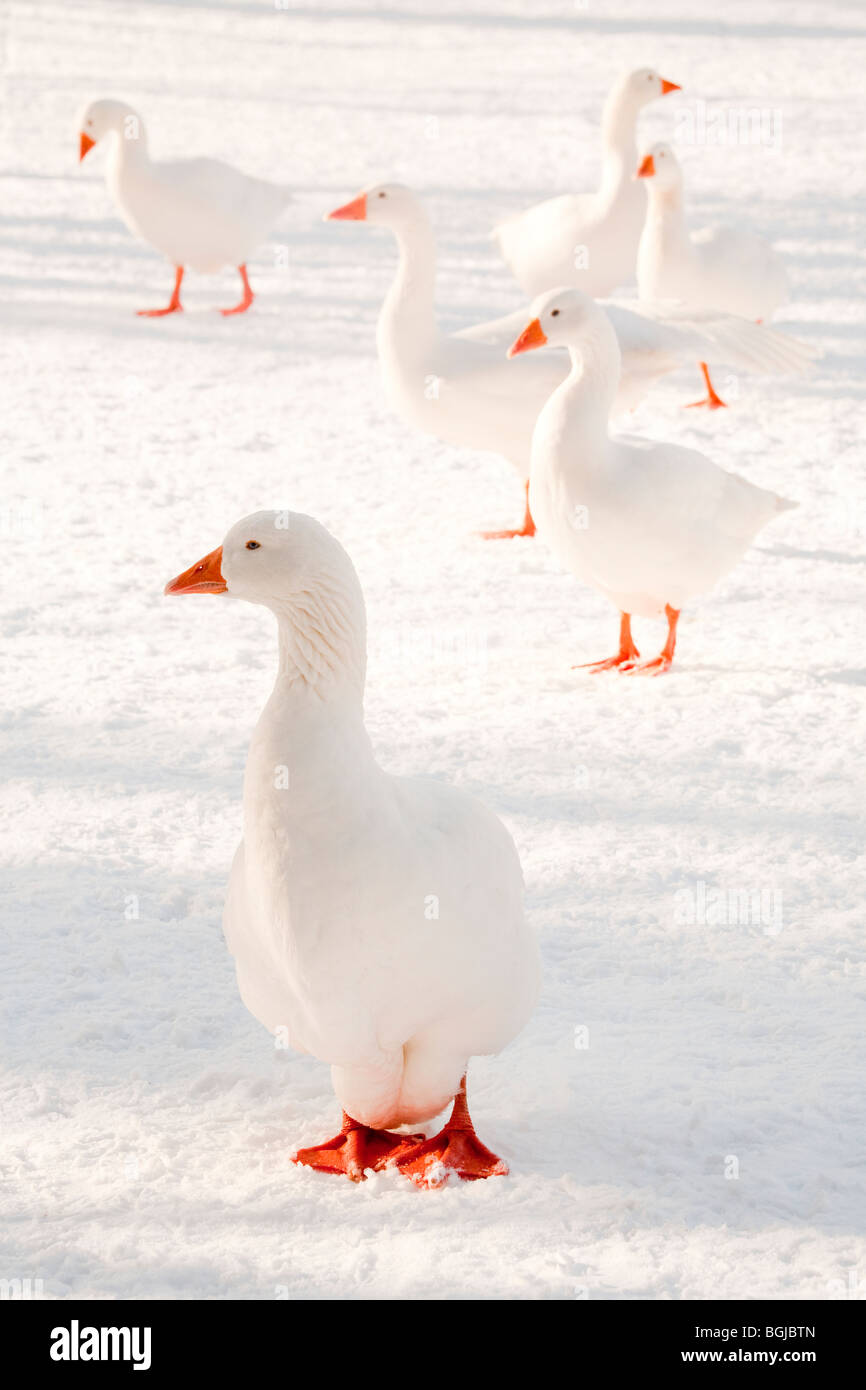 Le oche delle nevi oca uccello gogò inverno freddo bianco di congelamento Foto Stock