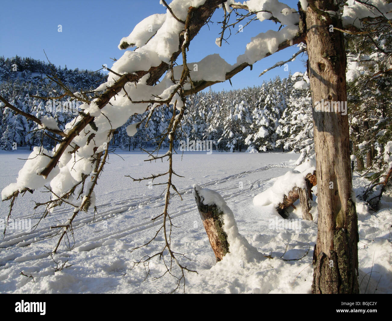Uath Lochans, Inshriach Forest, Inverness-shire in Scozia nel gennaio Foto Stock