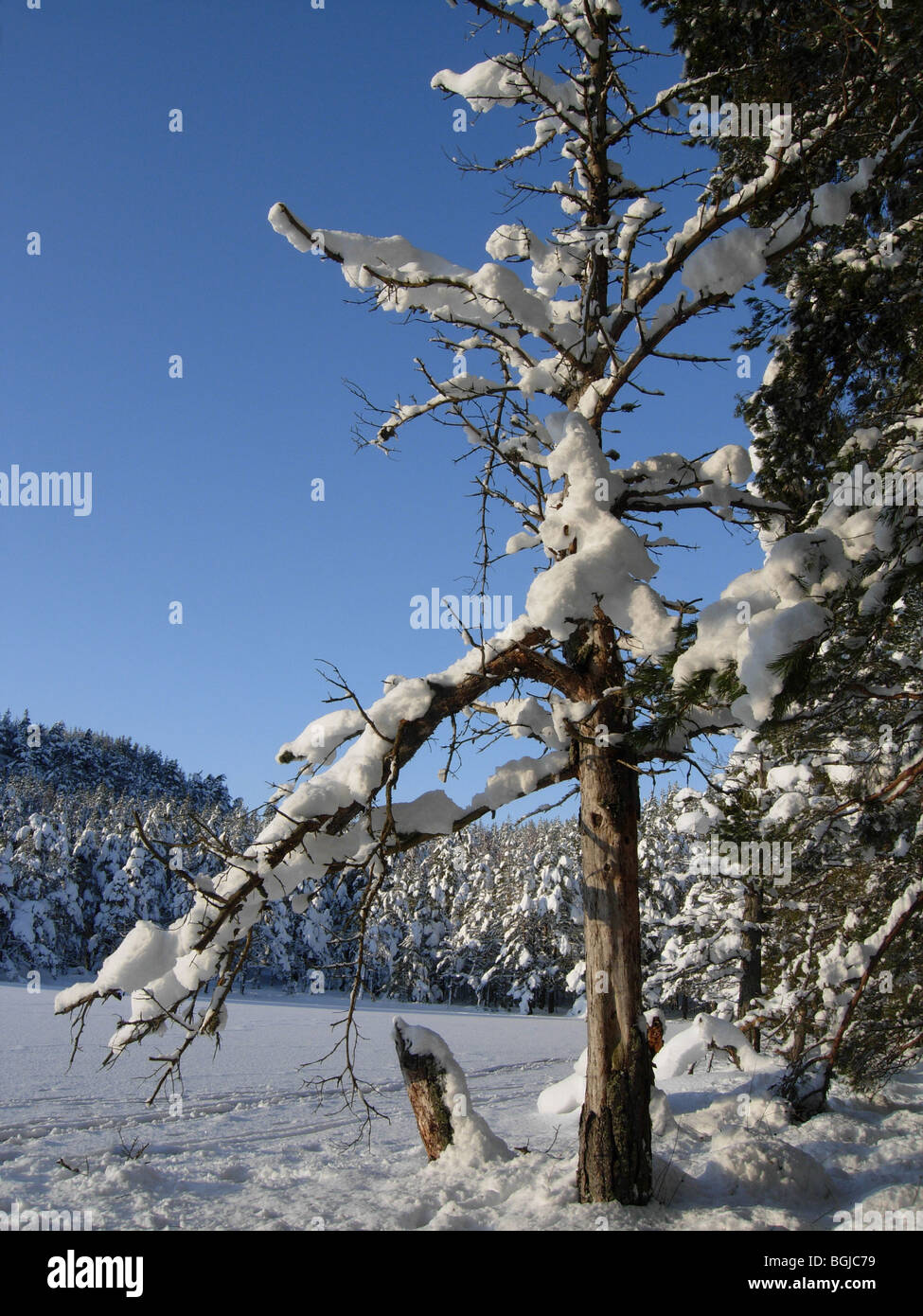 Uath Lochans, Inshriach Forest, Inverness-shire in Scozia nel gennaio Foto Stock