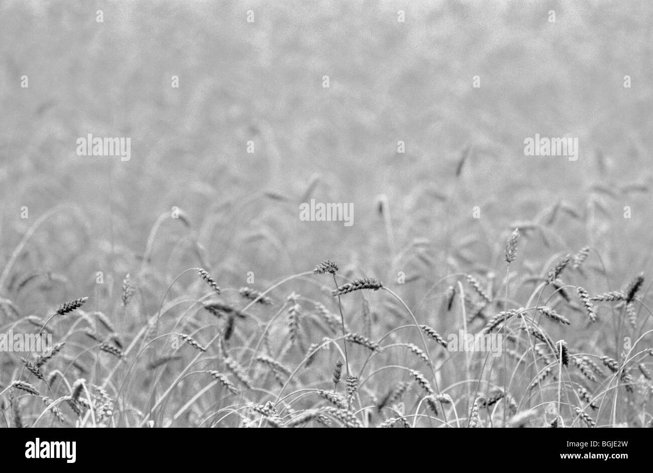 Campo di grano (Triticum aestivum), Svezia. Foto Stock