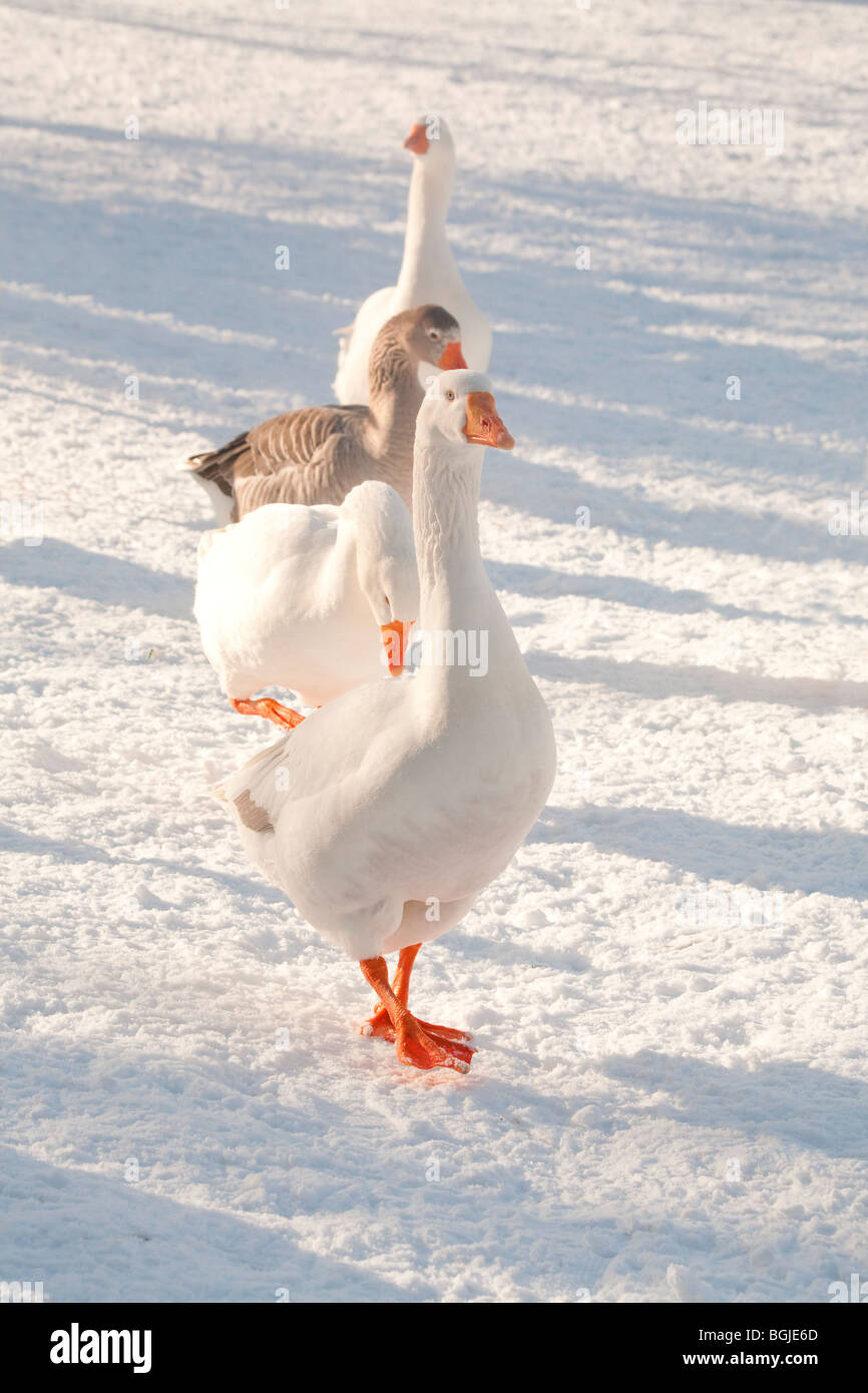 Le oche delle nevi uccello oca freddo inverno congelare white Foto Stock