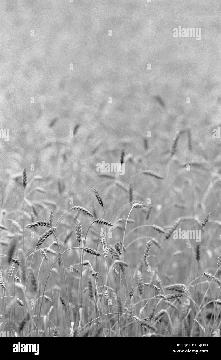 Campo di grano (Triticum aestivum), Svezia. Foto Stock
