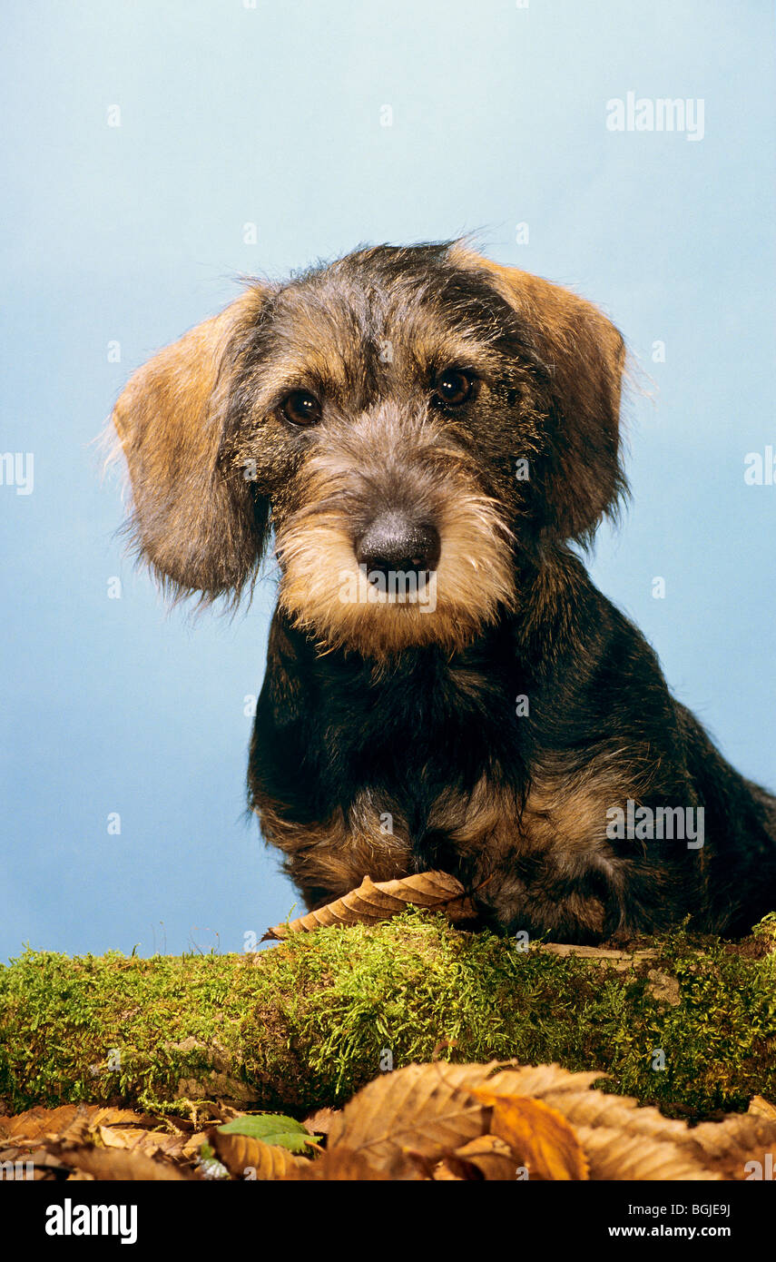 Filo-dai capelli del cane bassotto - seduta Foto Stock