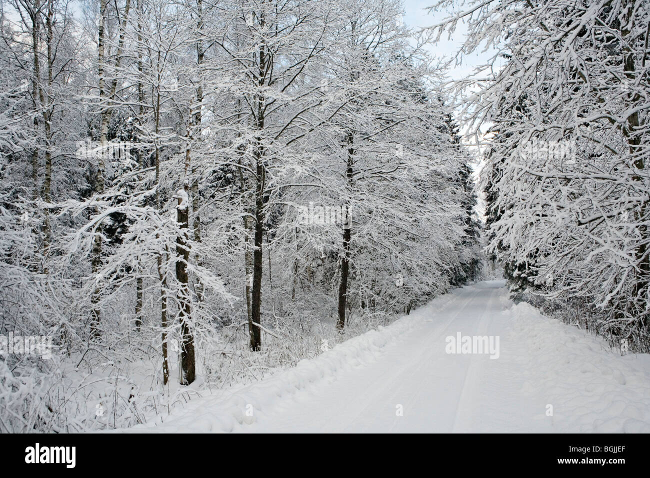Paesaggio wintery in Latgale campagna vicino Jekabpils Lettonia Foto Stock