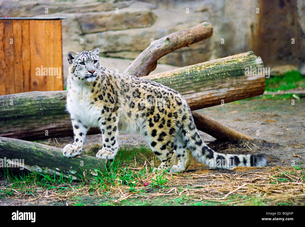 Snow Leopard (Uncia uncia, oncia) in zoo di Mosca Foto Stock