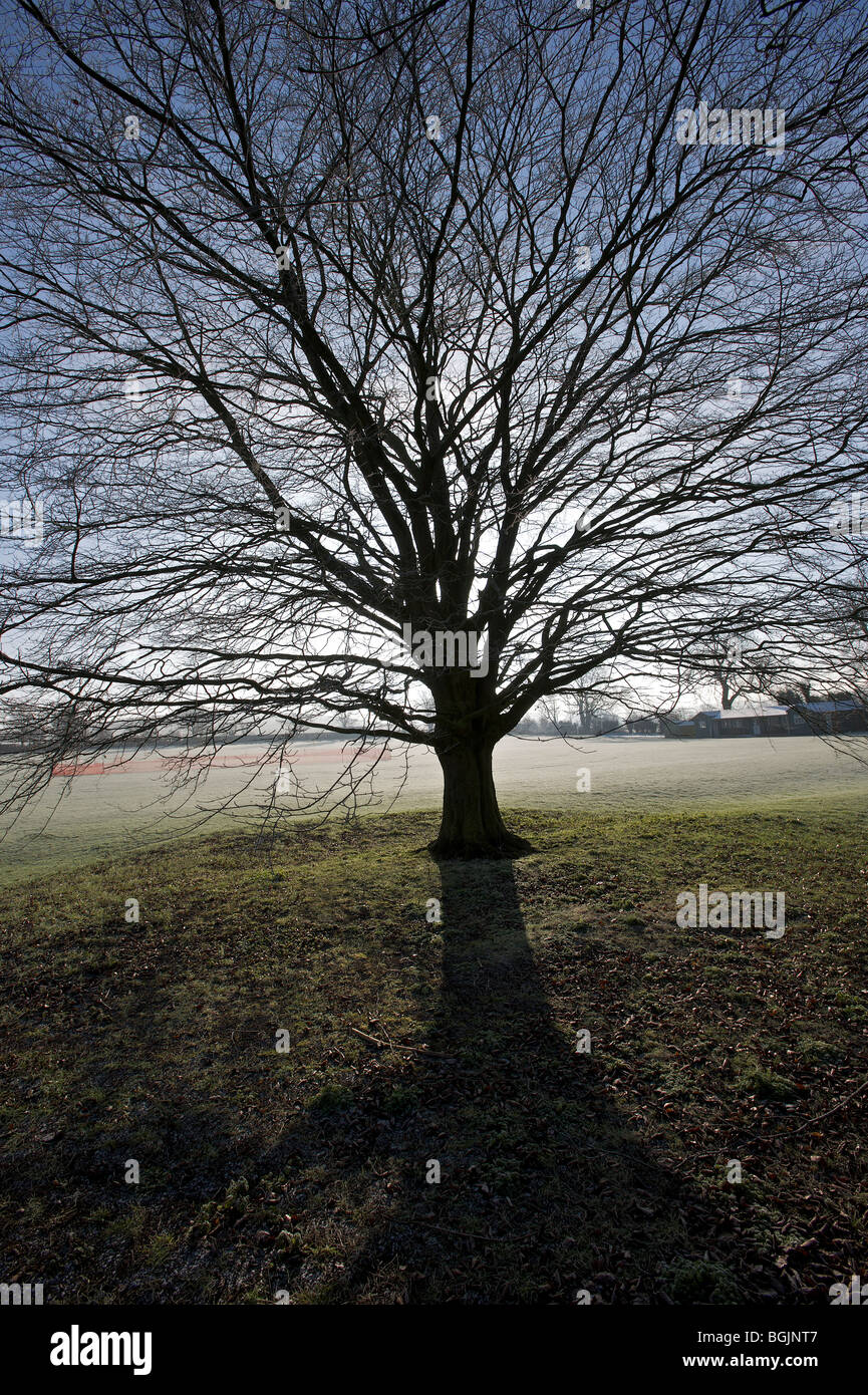 Vecchio albero di Avebury Wiltshire inverno Foto Stock