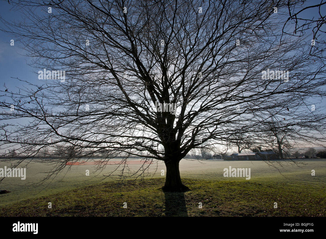 Vecchio albero di Avebury Wiltshire Foto Stock