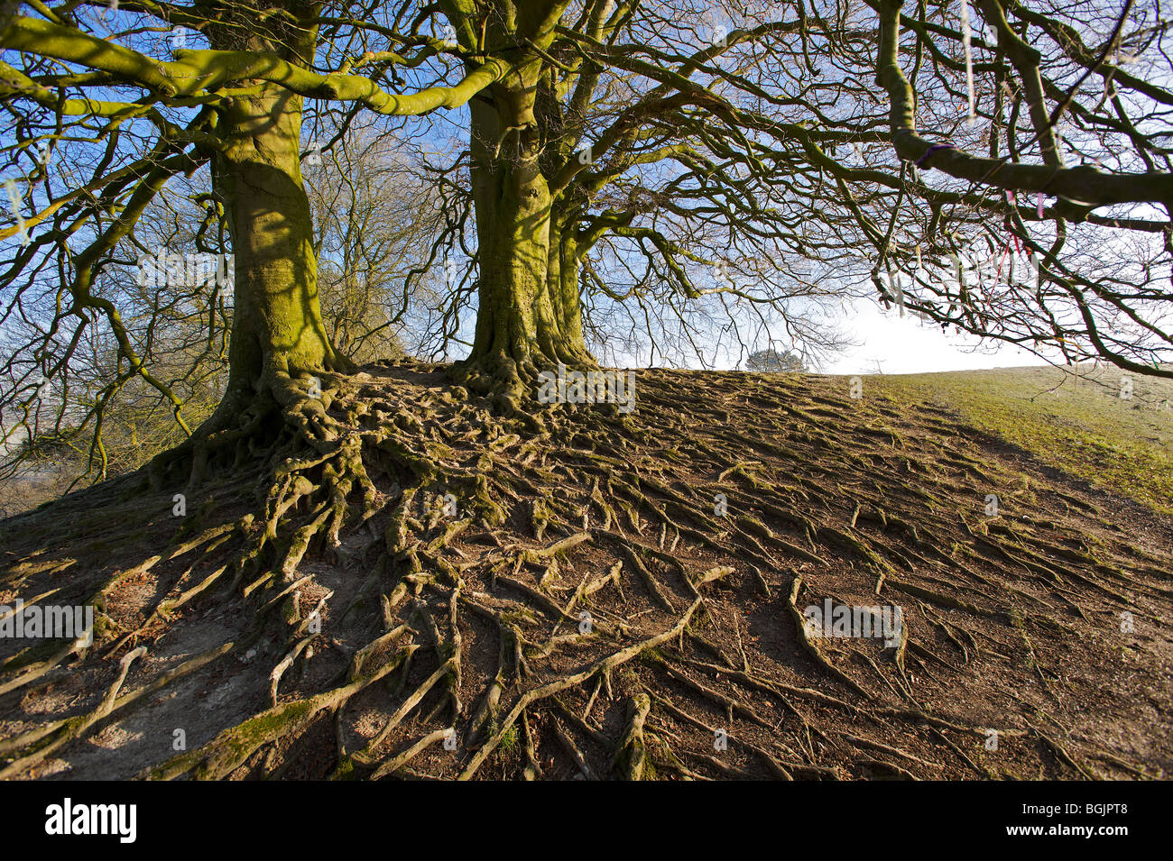 Vecchi alberi con radici che mostra Foto Stock