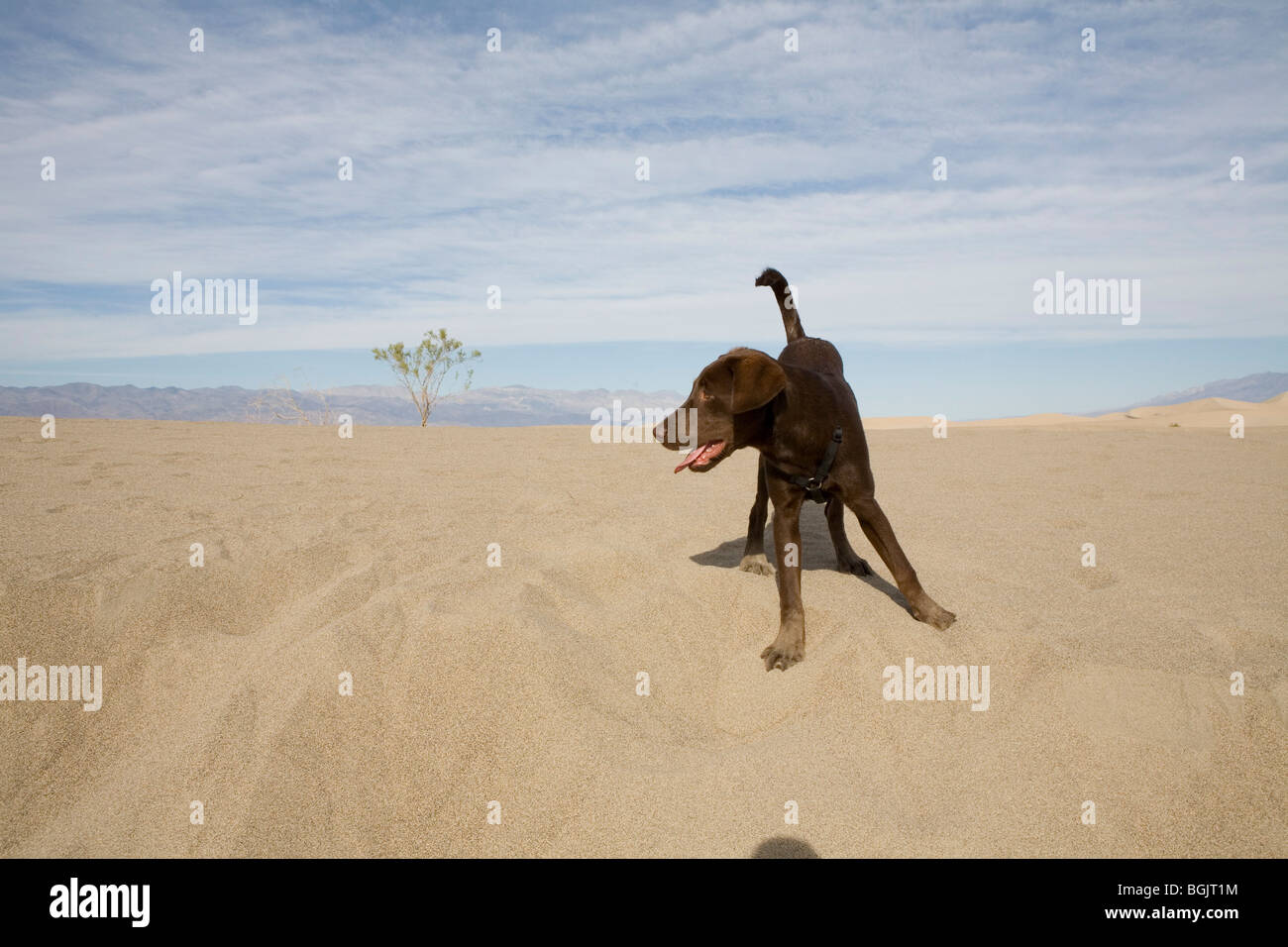 Un cioccolato Labrador cucciolo svolge sulle dune nella Valle della Morte. Foto Stock