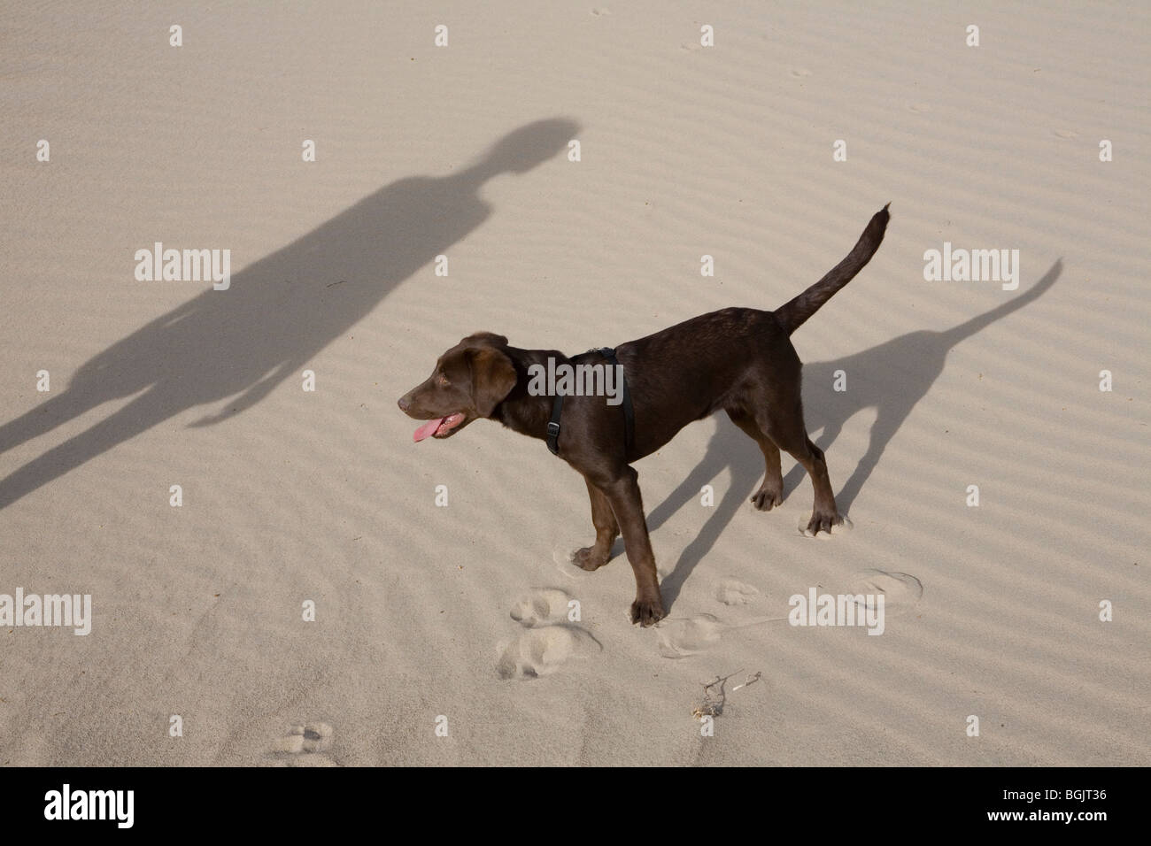 Un cioccolato Labrador cucciolo svolge sulle dune nella Valle della Morte. Foto Stock