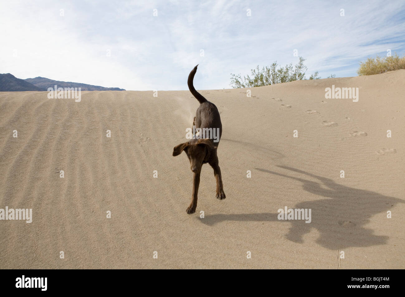 Un cioccolato Labrador cucciolo svolge sulle dune nella Valle della Morte. Foto Stock