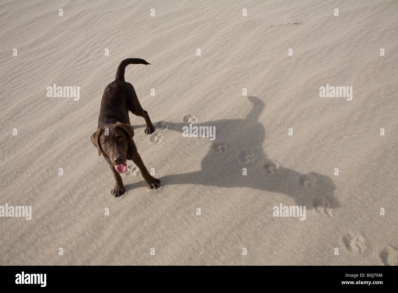 Un cioccolato Labrador cucciolo svolge sulle dune nella Valle della Morte. Foto Stock