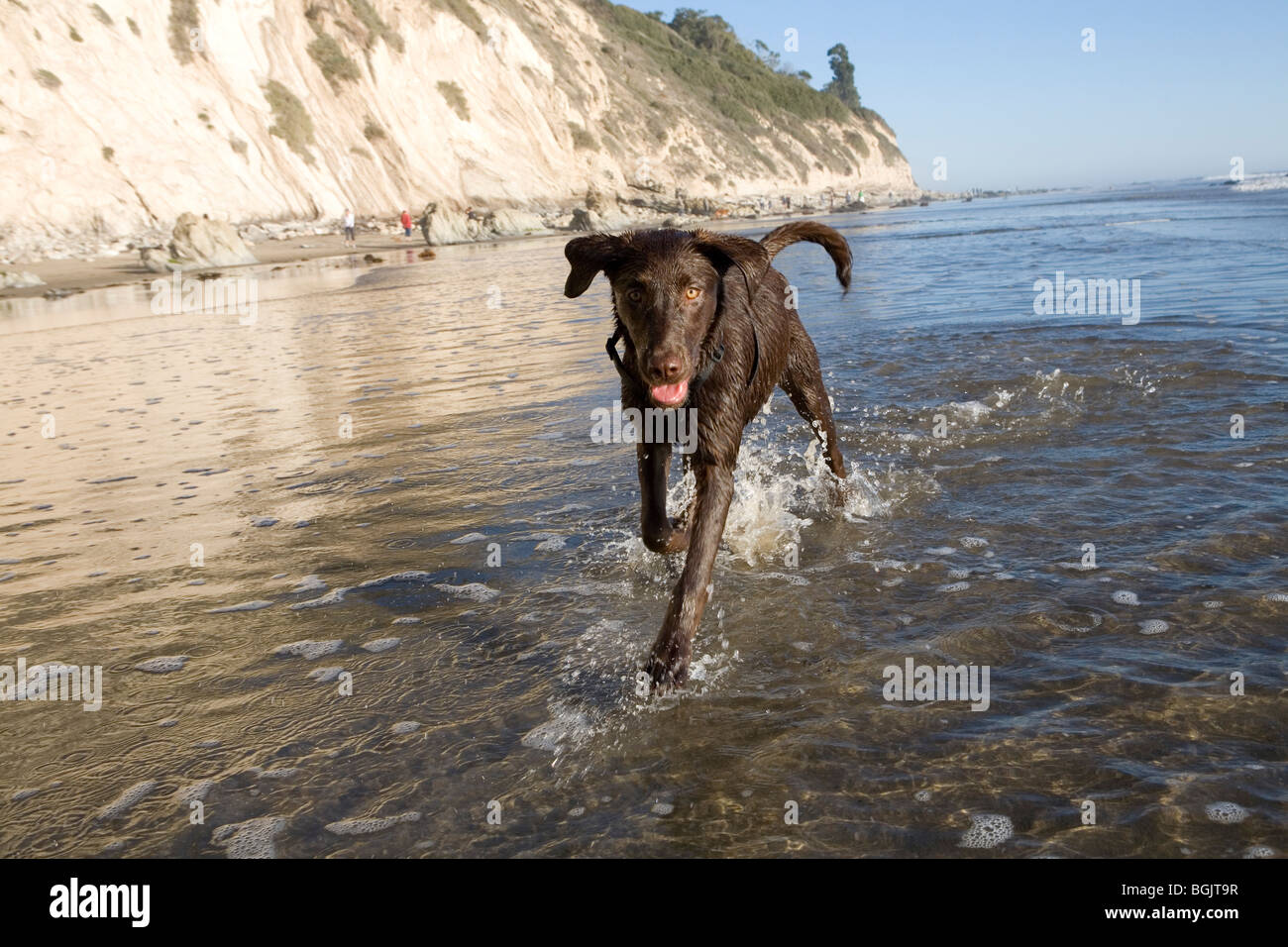 Un cioccolato Labrador presso la spiaggia. Foto Stock