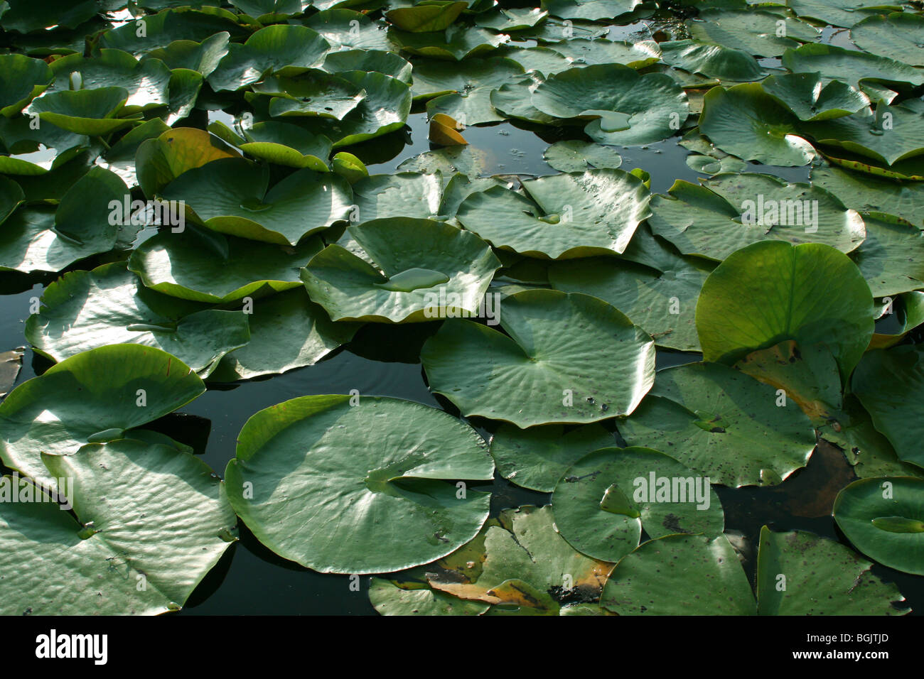 Bianco profumato giglio di acqua Nymphaea odorata Okefenokee NWR Georgia USA Foto Stock