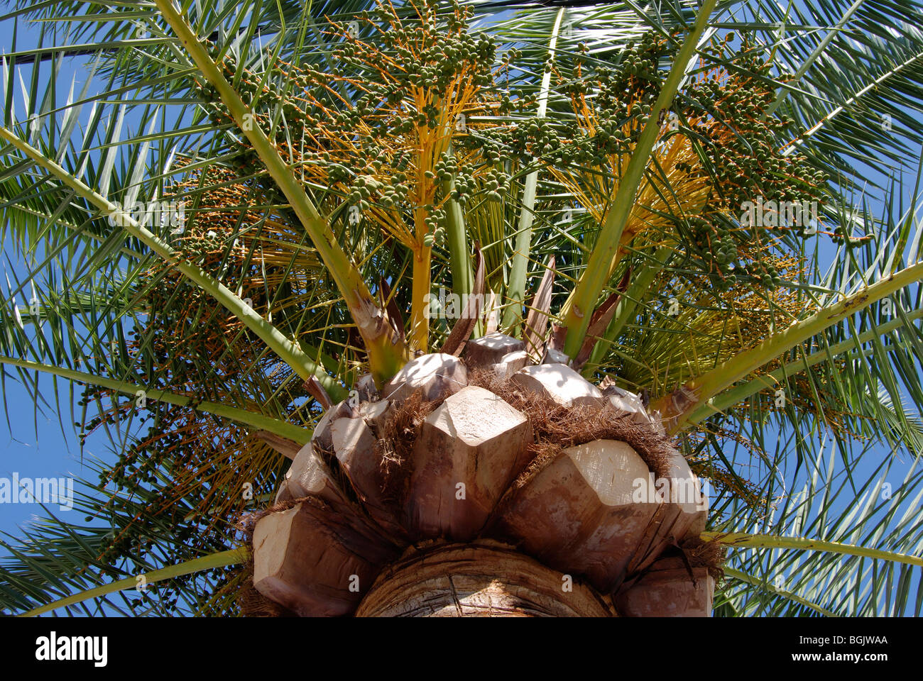 Data Palm (Phoenix dactylifera). Corona di albero con data immaturo Foto Stock