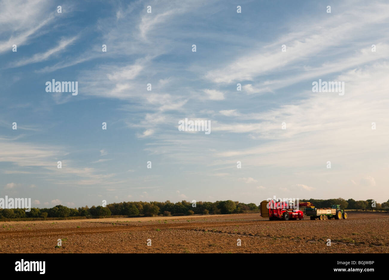 Un semovente trincia semovente di patate patate di sollevamento sotto un autunno blu cielo Foto Stock