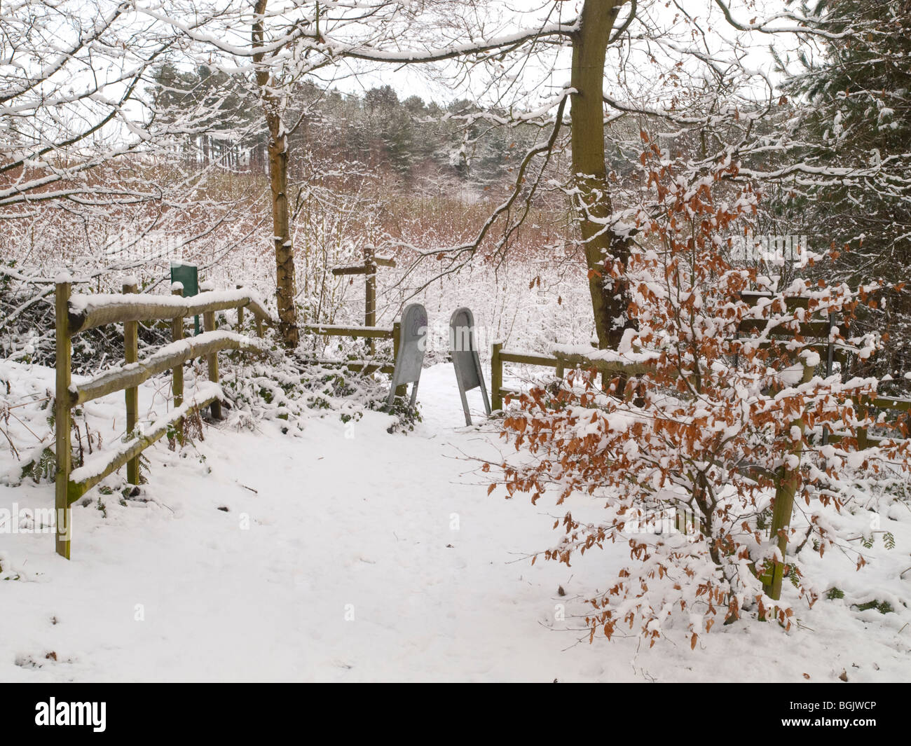 Neve in Fox Covert riserva naturale vicino a Calverton nel Nottinghamshire, England Regno Unito Foto Stock