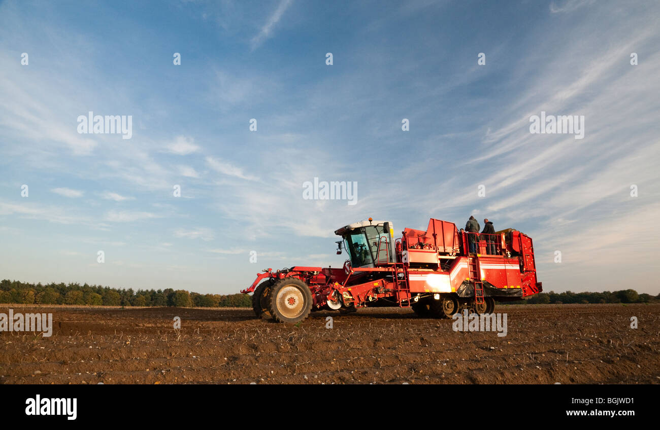 Un semovente trincia semovente di patate patate di sollevamento sotto un autunno blu cielo Foto Stock