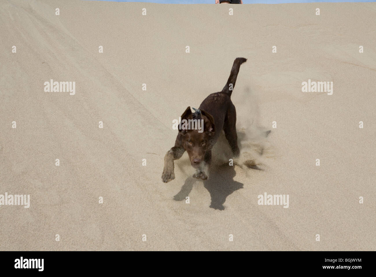 Un cioccolato Labrador cucciolo svolge sulle dune nella Valle della Morte. Foto Stock
