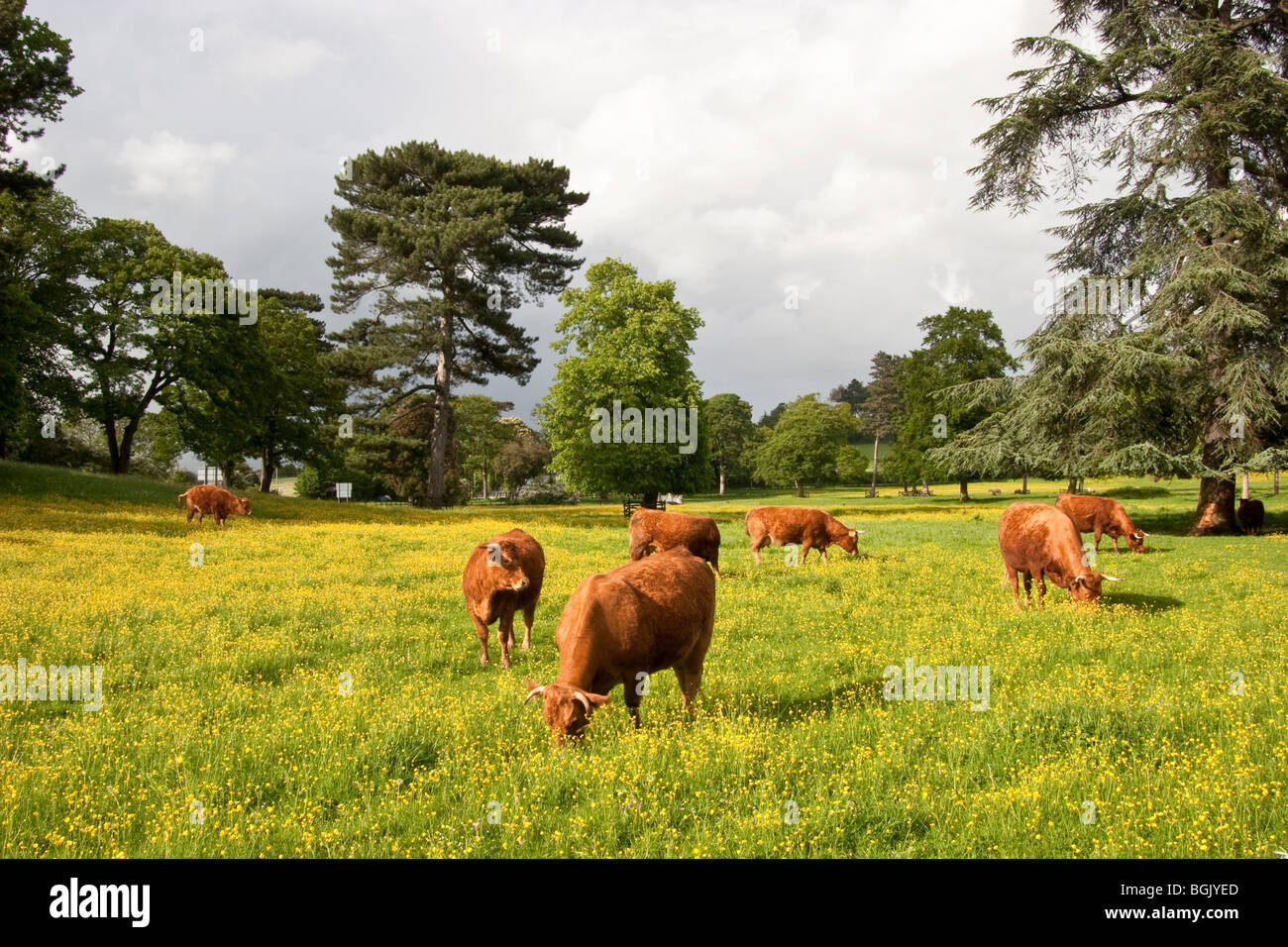 Rosso rubino il pascolo di bestiame in buttercup meadow, England, Regno Unito Foto Stock
