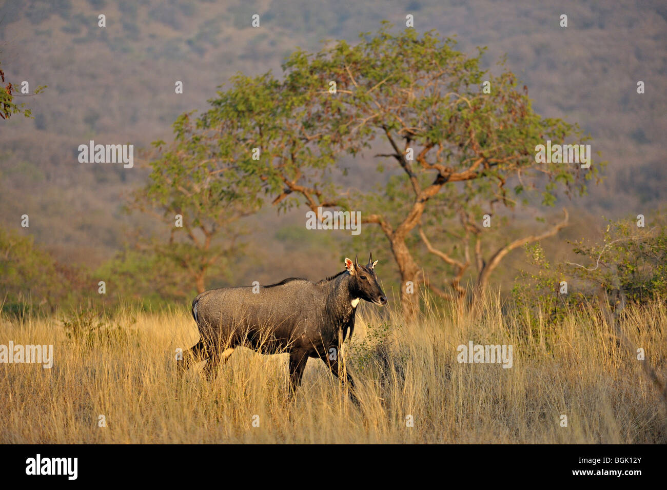 Indiano o antilope Nilgai in Ranthambhore national park Foto Stock