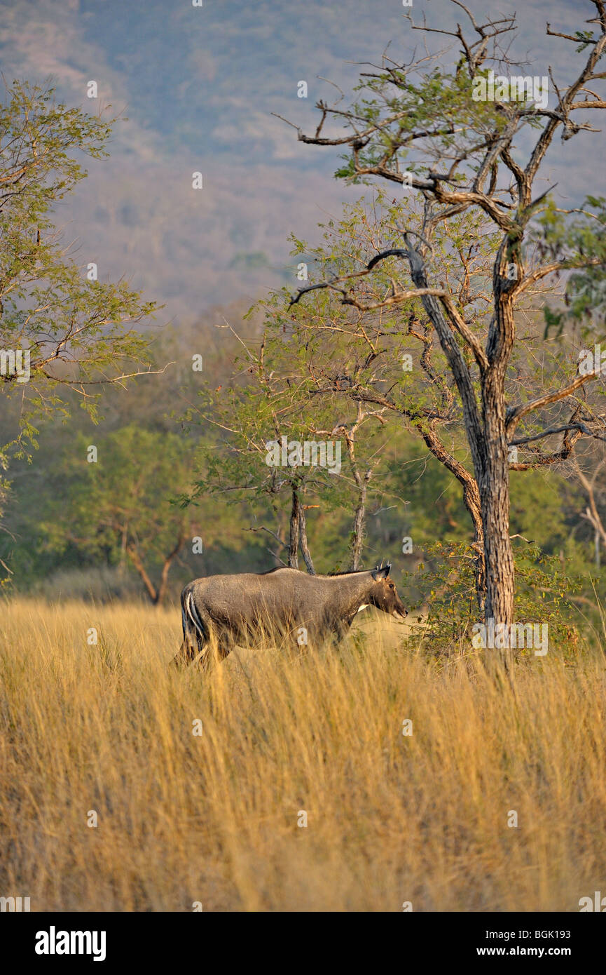Indiano o antilope Nilgai in Ranthambhore national park Foto Stock