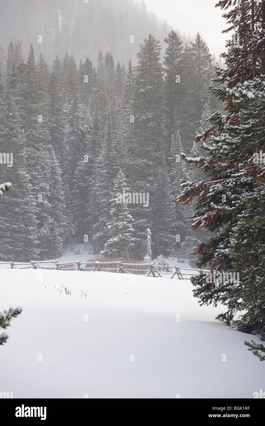 Una coperta di neve recinzione di registro si estende attraverso il paesaggio del wyoming Foto Stock