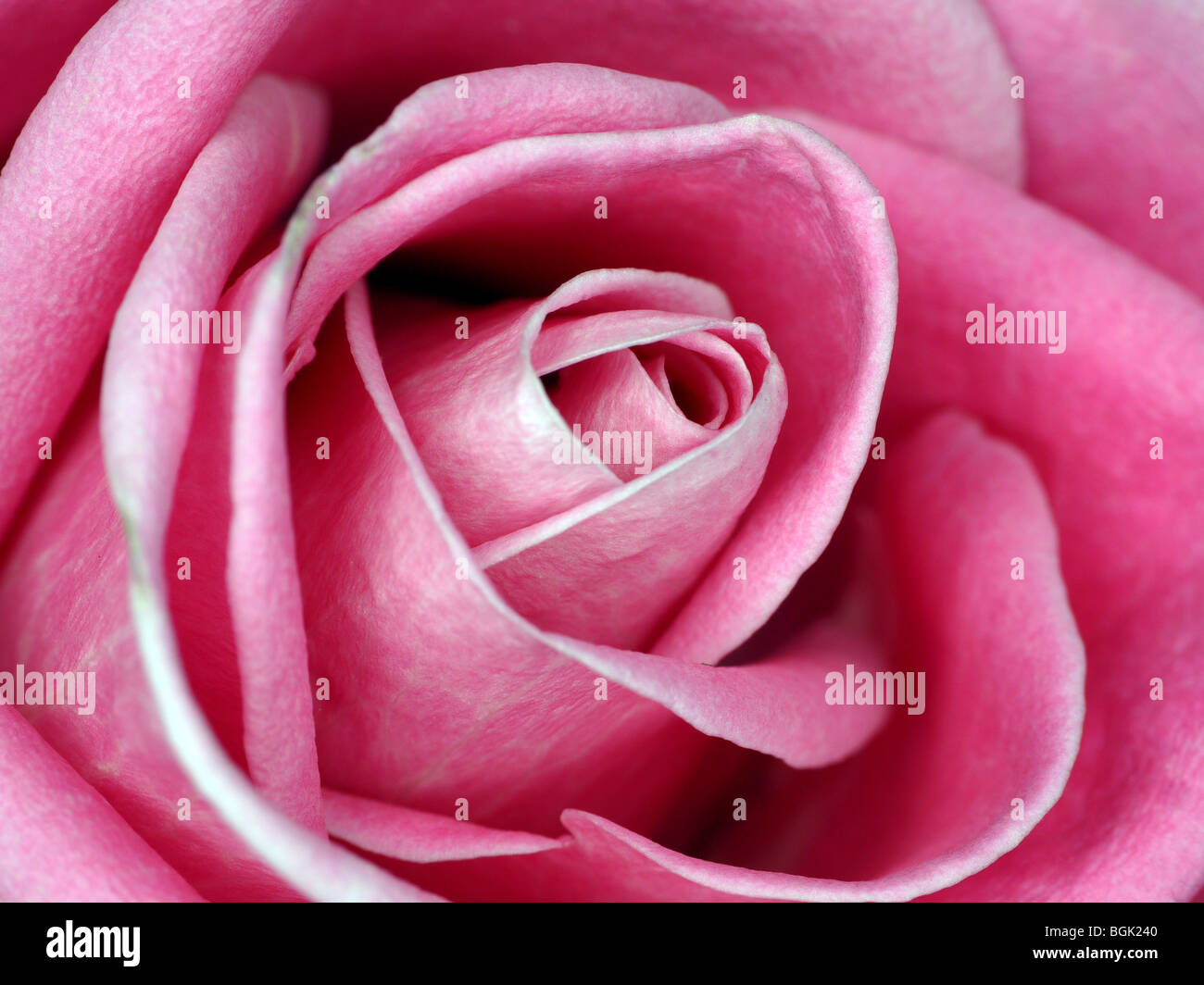 Closeup colpo di rosa rosa in fiore Foto Stock