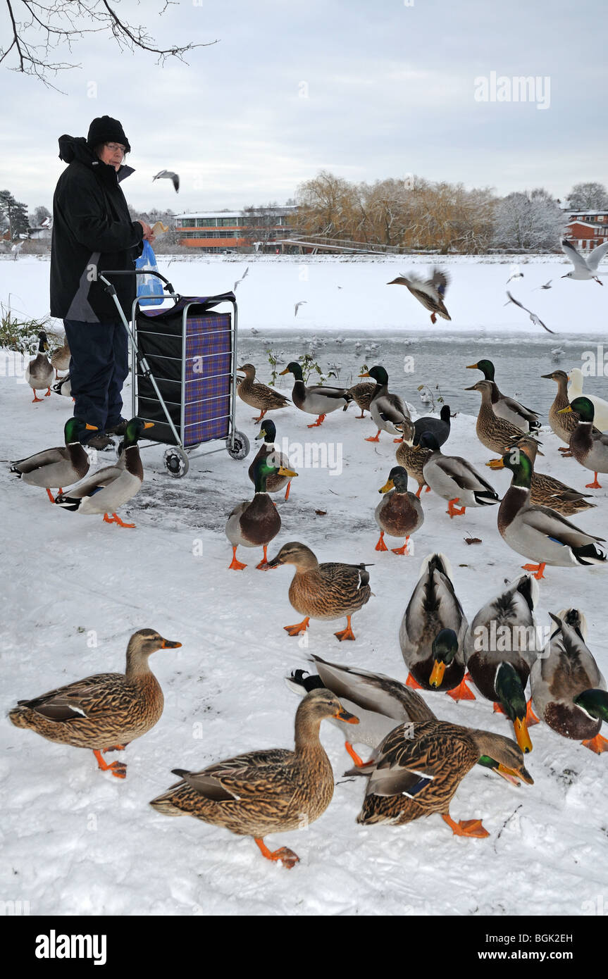 Donna con il carrello della spesa alimentare anatre a Stowe Piscina Lichfield Staffordshire su nevoso inverno del giorno 2010 Foto Stock