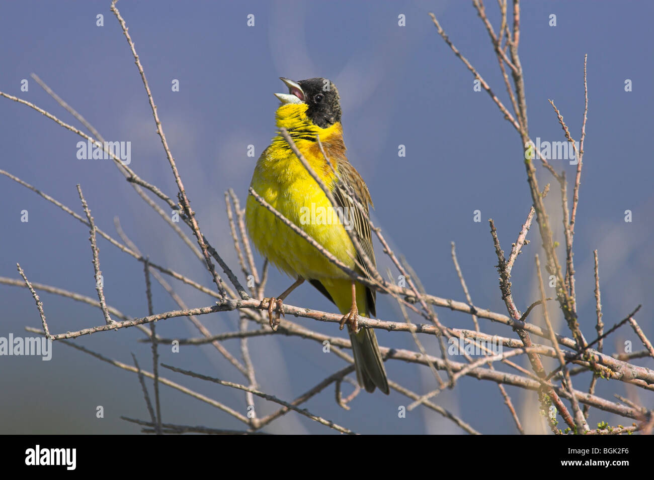 A testa nera Bunting Emberiza melanocephala maschio arroccato nella boccola e canto presso Kalloni East River, Lesbo, Grecia in maggio. Foto Stock