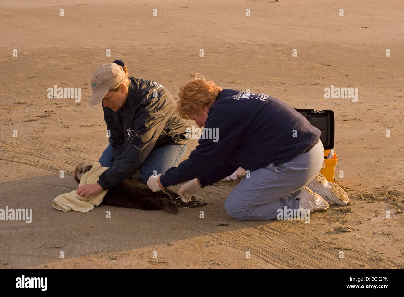 Donne volontari che salvano giovani lontre di mare con grave ipoglicemia e acanthocephalan peritonite, un'infiammazione addominale da infezione parassitaria Foto Stock