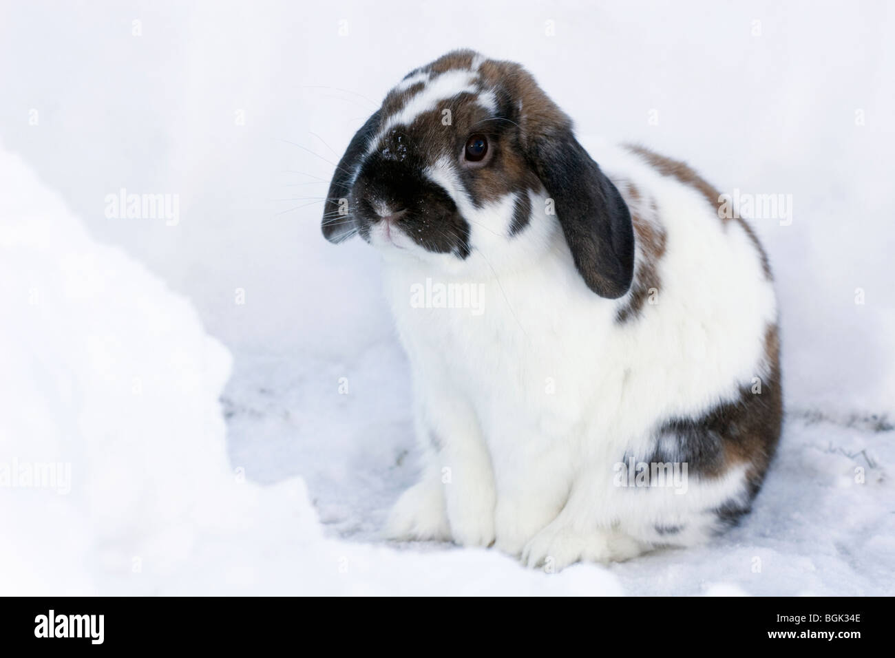 Holland Lop animale domestico nano coniglio all'aperto sul marciapiede innevato in inverno durante la sessione di esercizio Foto Stock