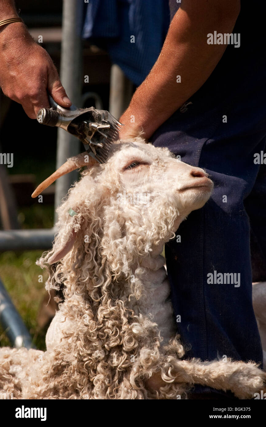Capre Angora essendo tagliata, England, Regno Unito Foto Stock