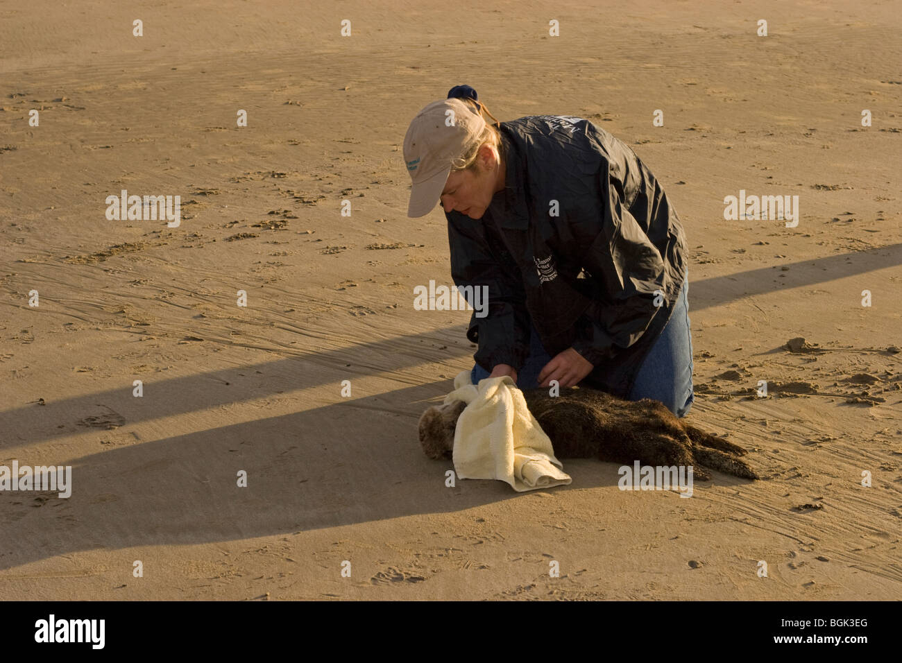 Donna volontaria che salva giovane lontra di mare con grave ipoglicemia e peritonite di Acanthocephalan, un'infiammazione addominale da infezione parassitaria Foto Stock