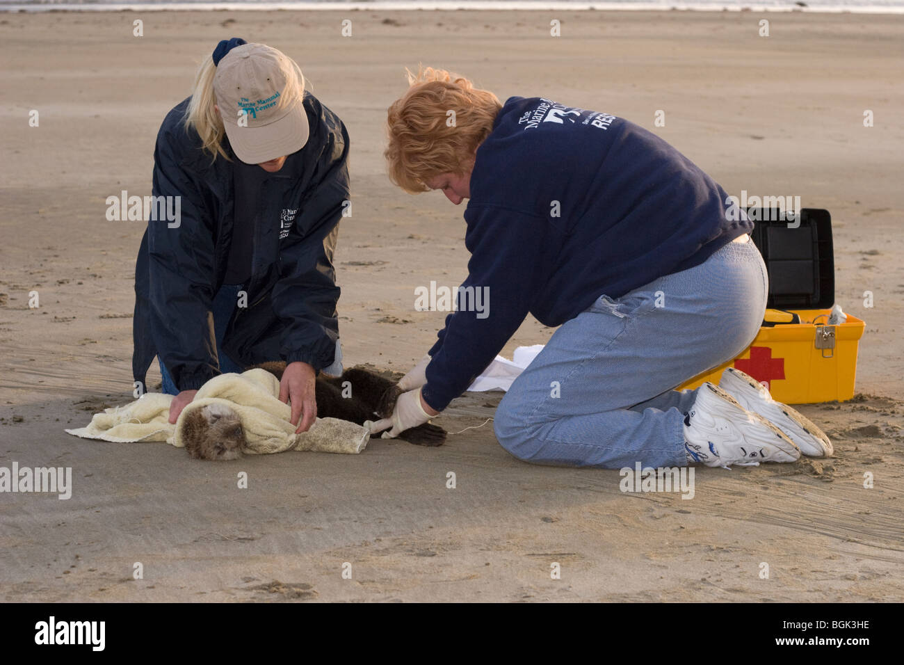 Donne che si prendono cura di una giovane lontra marina con grave ipoglicemia e peritonite di Acanthocephalan, un'infiammazione addominale da infezione parassitaria Foto Stock