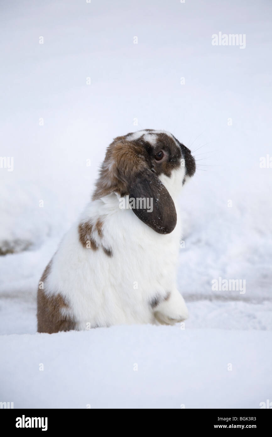 Holland Lop animale domestico nano coniglio all'aperto nella neve in inverno Foto Stock