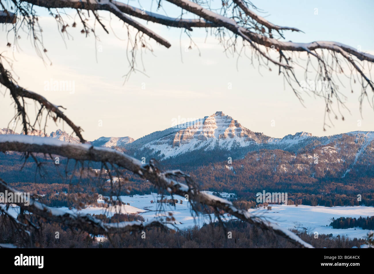 I rami degli alberi appendere su due oceano Montagna Wyoming Foto Stock