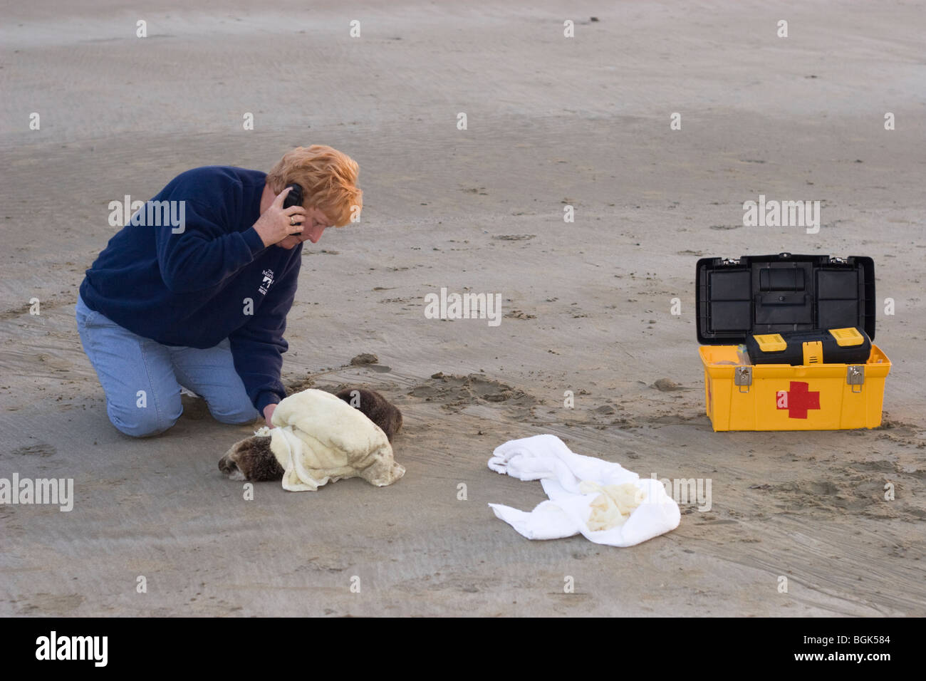 Volontariato al telefono per consulenza, lontre di mare con grave ipoglicemia e peritonite di Acanthocephalan, un'infiammazione addominale da infezione parassitaria Foto Stock
