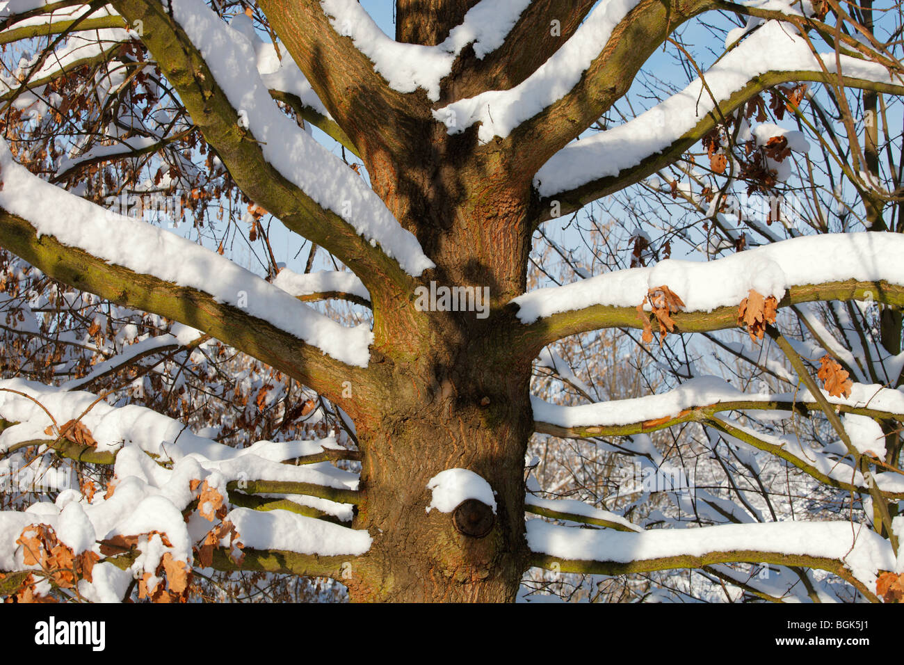 Coperte di neve oak Foto Stock