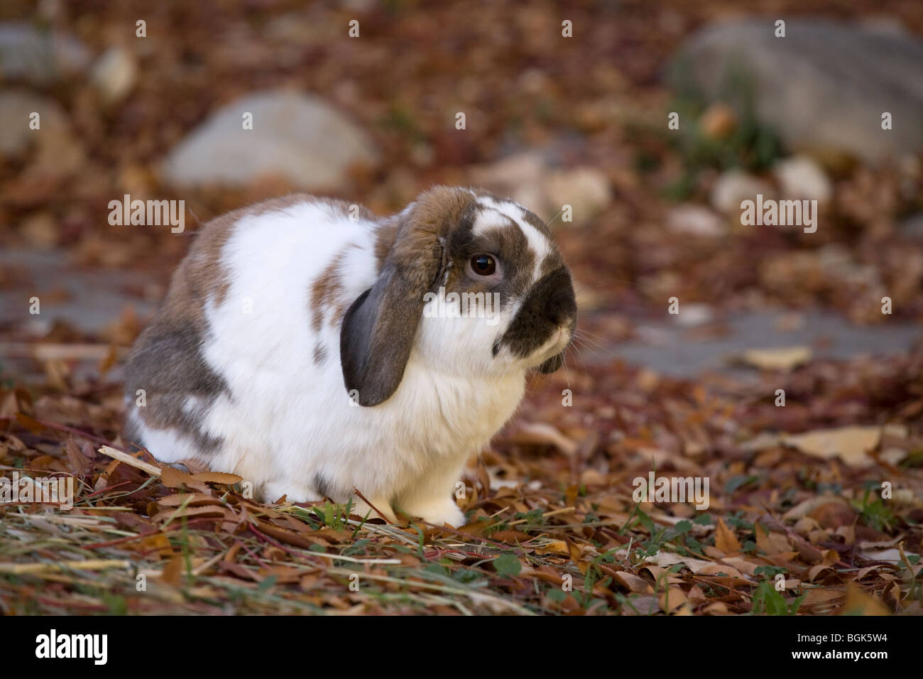 Holland Lop pet dwarf rabbit all aperto in cantiere in autunno Foto Stock